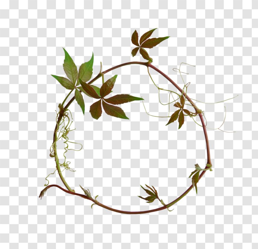 Drawing Of Family - Plants - Ivy Transparent PNG