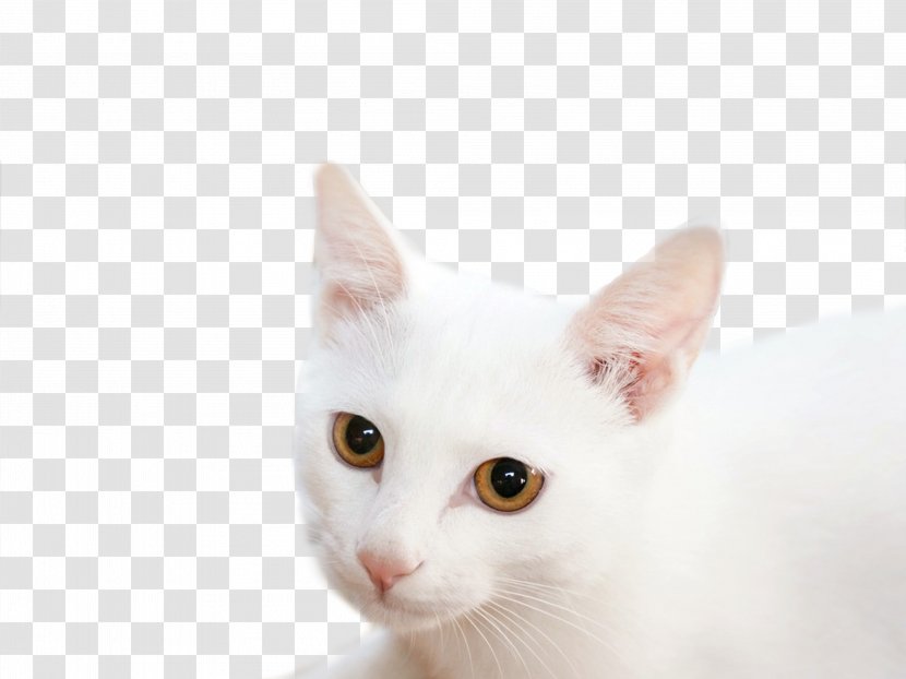 Khao Manee Japanese Bobtail Aegean Cat Tonkinese Singapura - White Kitten Transparent PNG