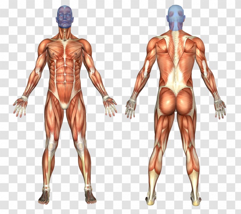 Muscular System Human Body Anatomy Muscle - Frame - The Pleasing Muscles Of Water Transparent PNG