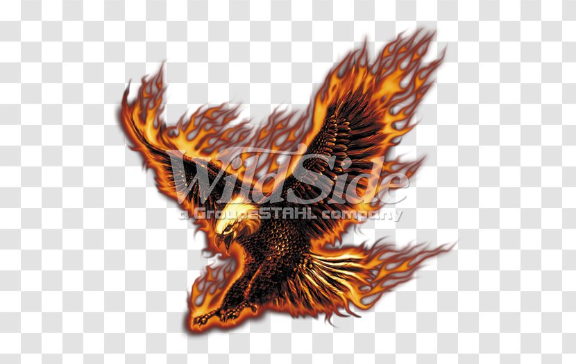 Bald Eagle T-shirt Bird - Motorcycle Transparent PNG