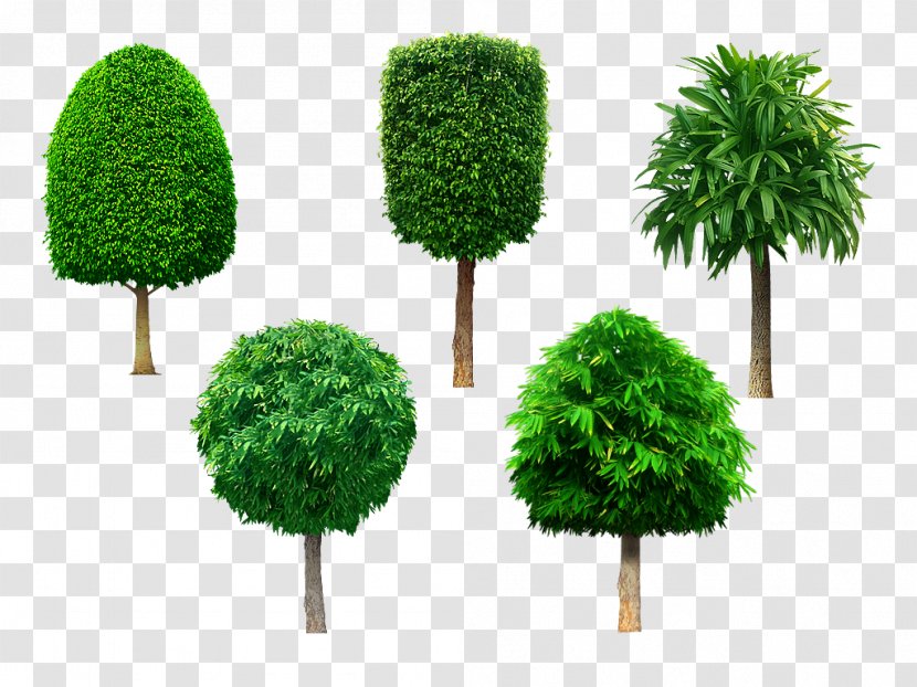 Tree Shrub Evergreen Transparent PNG