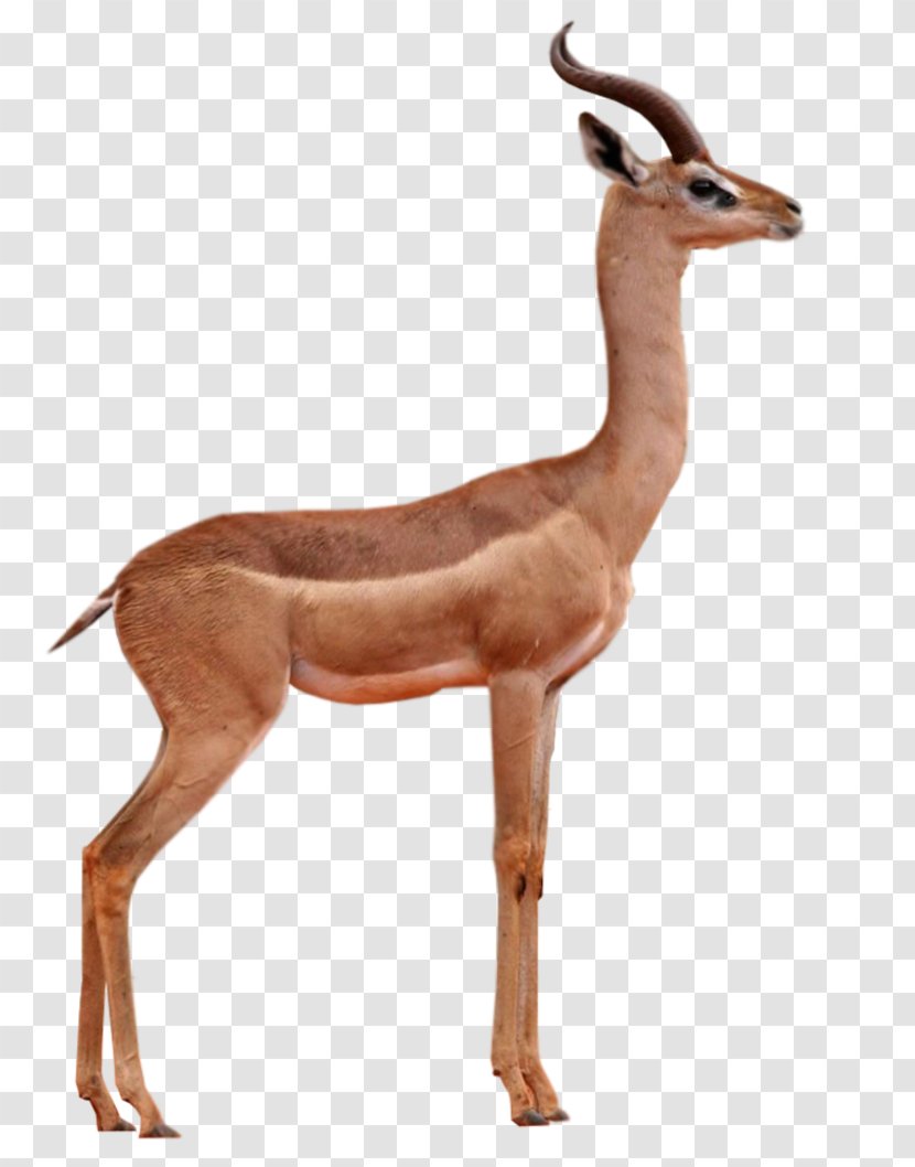 Antelope Gazelle Springbok Impala Gerenuk - Mammal Transparent PNG