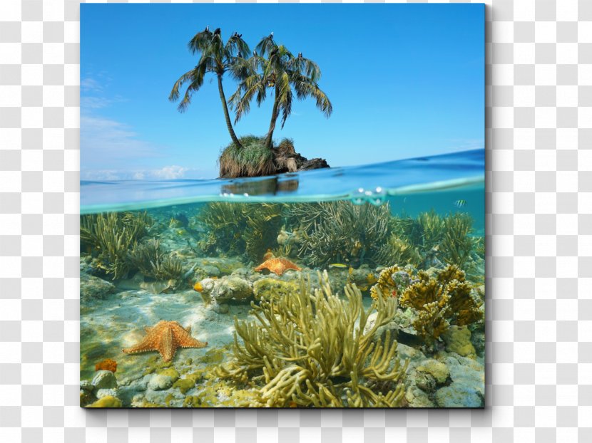 Underwater Sea Caribbean Coral Reef - Stock Photography Transparent PNG