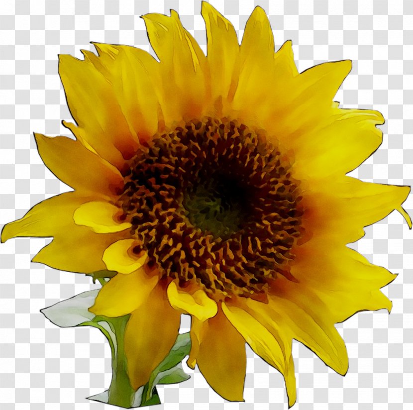 Clip Art Image Sunflower Borders And Frames - Flowering Plant Transparent PNG