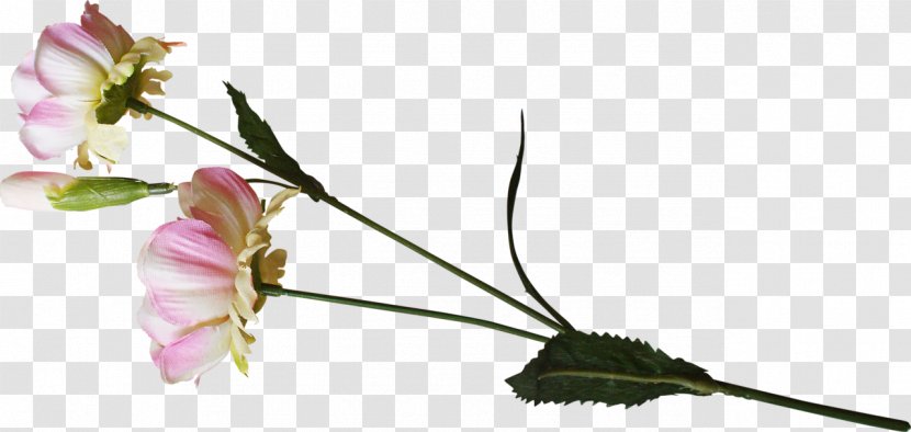 Cut Flowers Rosaceae Bud Twig - Blossom - Flower Transparent PNG