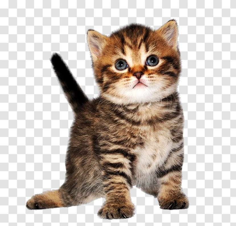 Cat Kitten - Mammal Transparent PNG