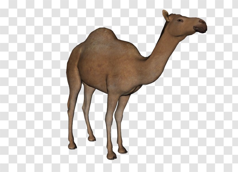 Dromedary Clip Art - Mammal - Camel Transparent PNG