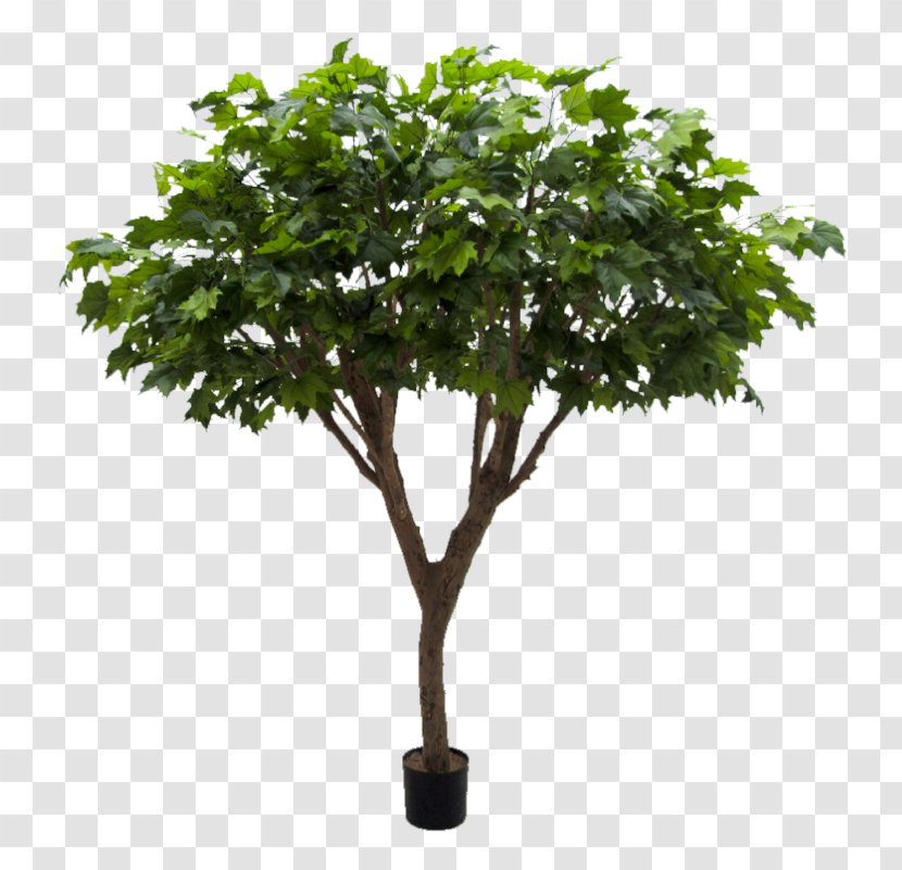 Plane Trees Benjamina Exotica Plants Dwarf Umbrella Tree - Shrub Transparent PNG