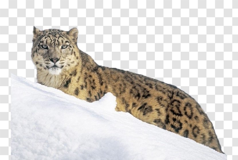The Snow Leopard Tiger Wallpaper - Wildlife - On Transparent PNG