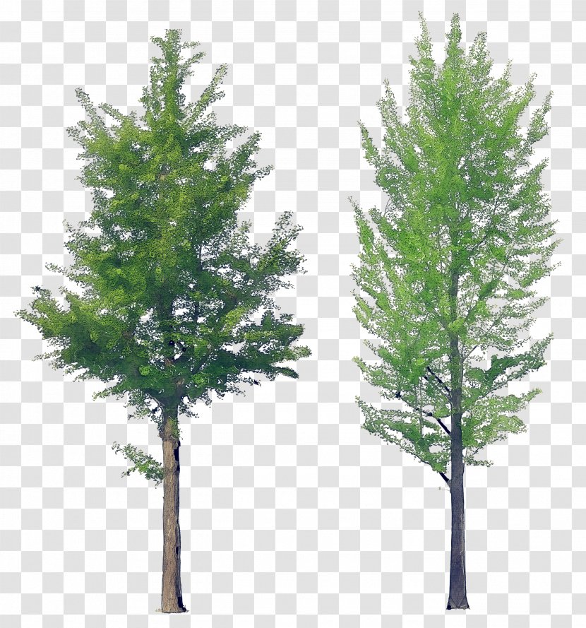 Tree Shortleaf Black Spruce Columbian Balsam Fir White Pine - Jack Lodgepole Transparent PNG