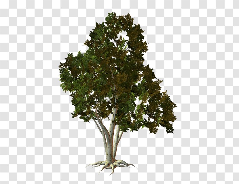 Tree Oak Root Transparent PNG