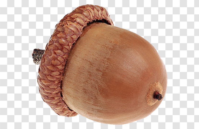 Stock Photography Royalty-free - Ingredient - Brown Acorn Transparent PNG