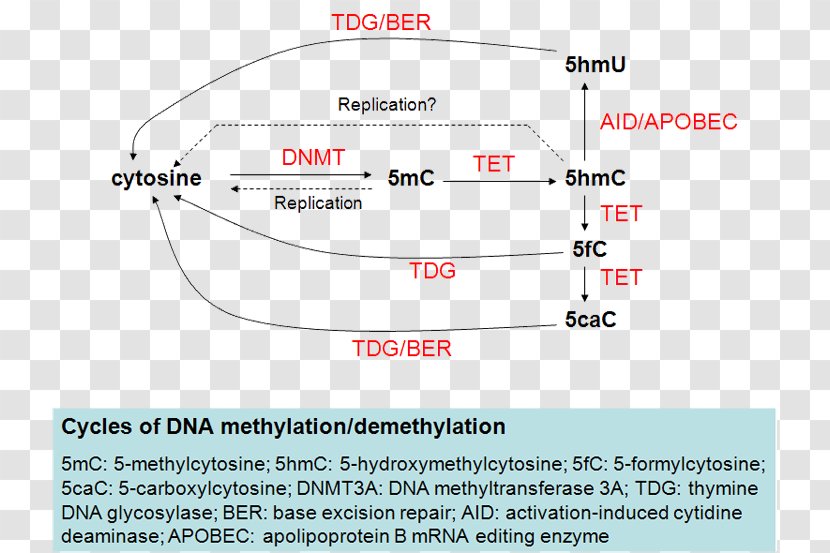 Tet Methylcytosine Dioxygenase 2 1 DNA Demethylation 5-Methylcytosine - Transcription - Methylation Transparent PNG