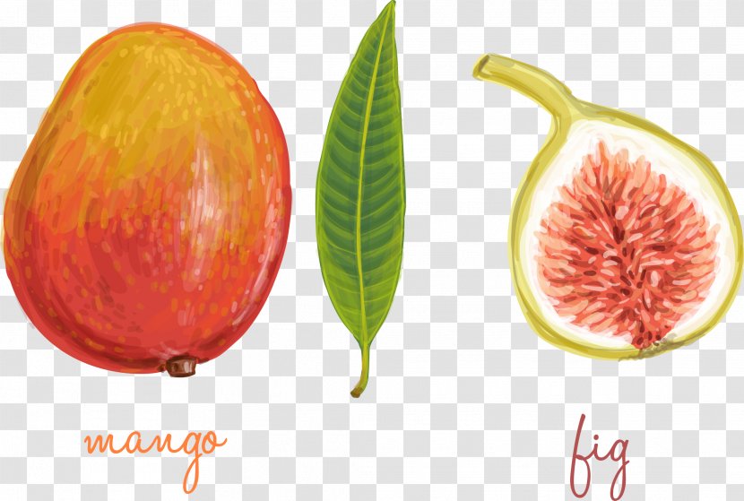 Common Fig Graphic Design - Mango - Vector Hand-cut Cut Of Figs And Transparent PNG