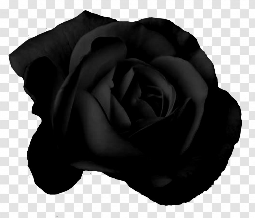 Garden Roses Blood - Tattoo - Rose Transparent PNG