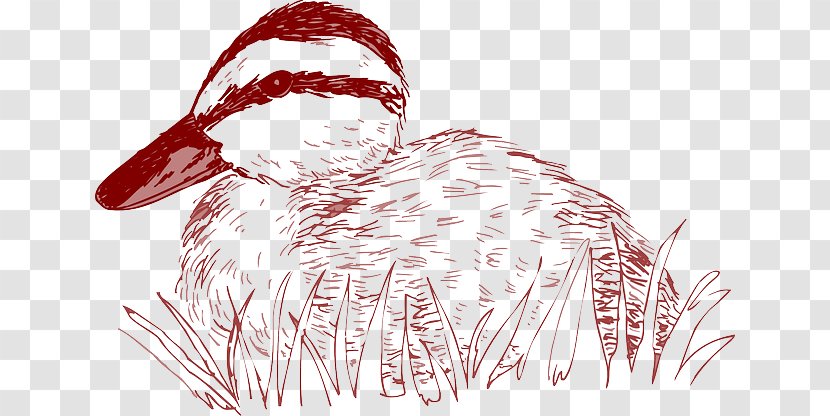 Duck Bird Drawing Paper - Galliformes Transparent PNG