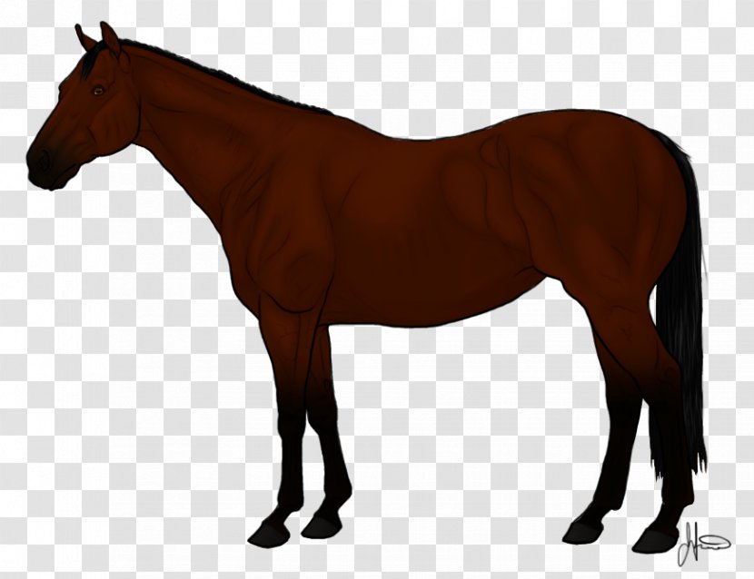 Arabian Horse Thoroughbred Andalusian American Quarter Mane - Tack - Collection Transparent PNG
