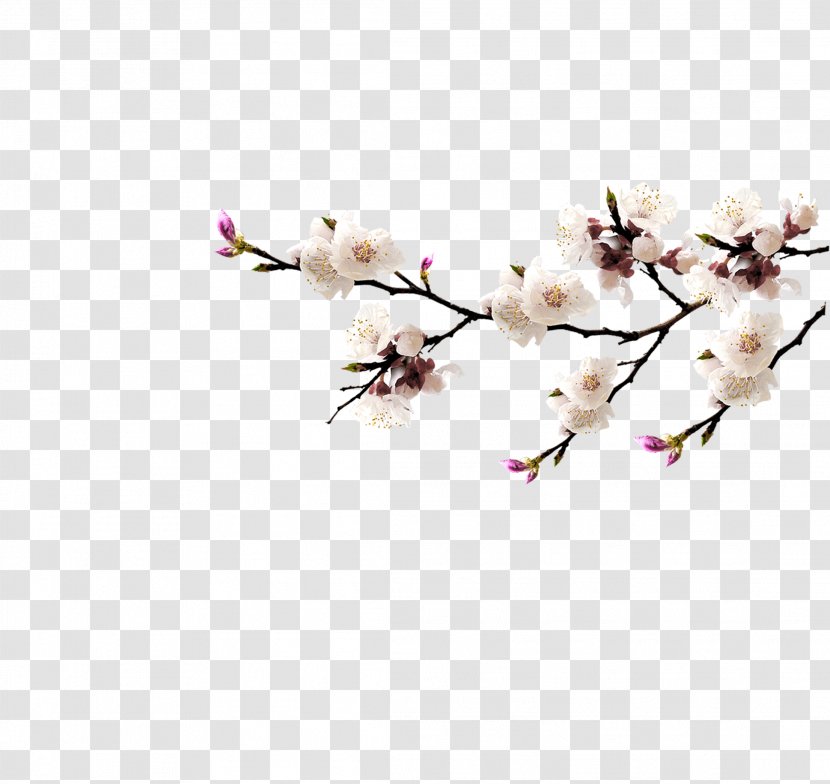Blossom Download - Twig - Plum Flower Transparent PNG