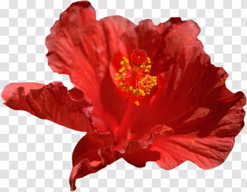 Rosemallows Shoeblackplant Clip Art - Plant - Red Hibiscus Transparent PNG