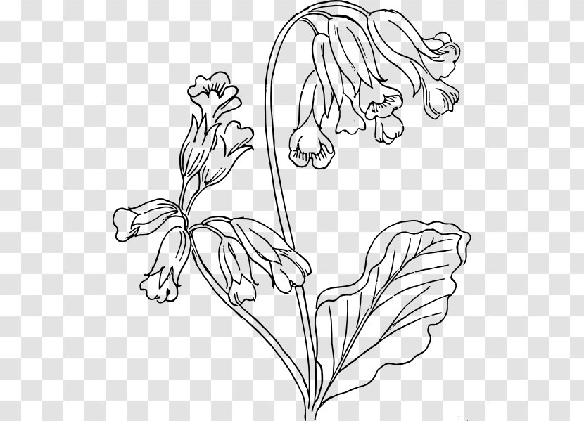 Drawing Cowslip Line Art - Flora - Gladiolus Transparent PNG