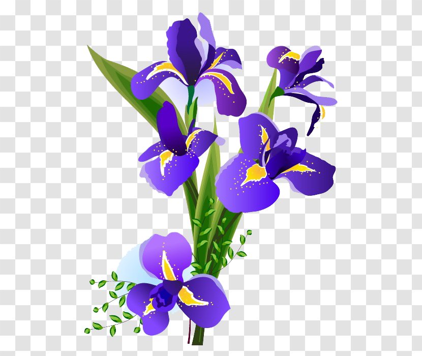 Iris Versicolor Flower Floral Design Art - Watercolor Painting - Bouquet Transparent PNG