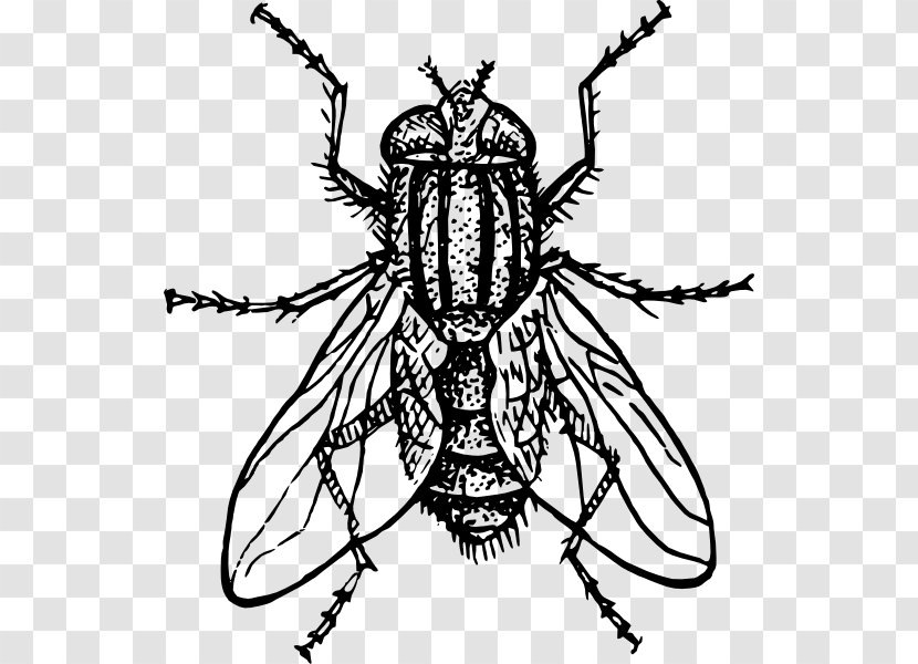 Housefly Drawing Insect - Color - Fly Vector Transparent PNG