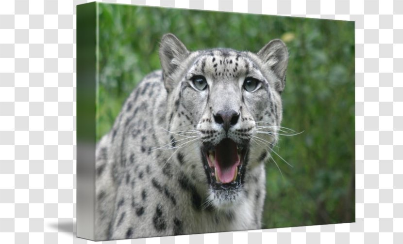 Snow Leopard Whiskers Snout Terrestrial Animal Transparent PNG