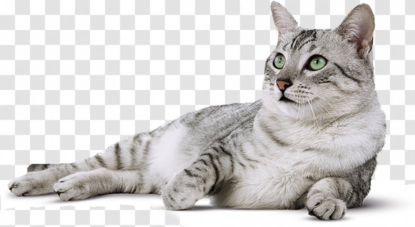 Egyptian Mau Arabian Abyssinian Japanese Bobtail Scottish Fold - Small To Medium Sized Cats - Kot Transparent PNG