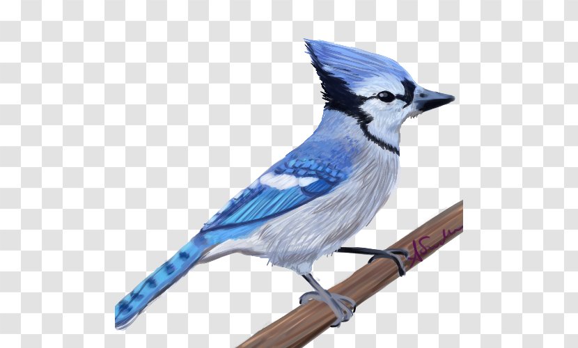 Blue Jay Cobalt Feather Beak Transparent PNG