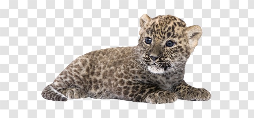 Persian Leopard Felidae Lion Eurasian Lynx Stock Photography - Cat Like Mammal Transparent PNG