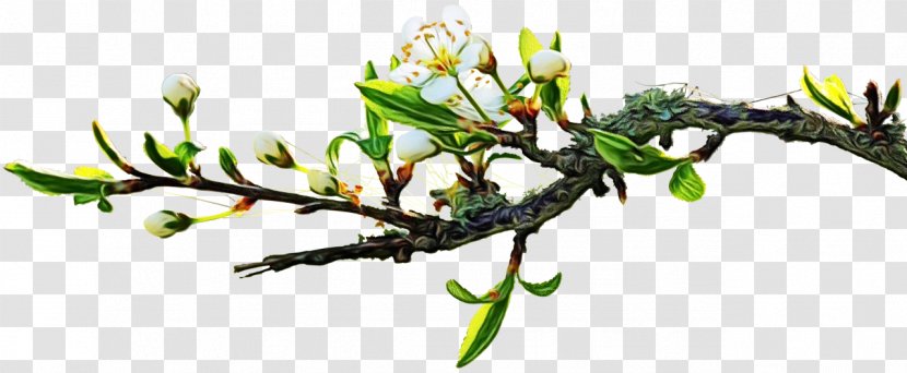 Flowers Background - Tree - Plant Stem Bud Transparent PNG