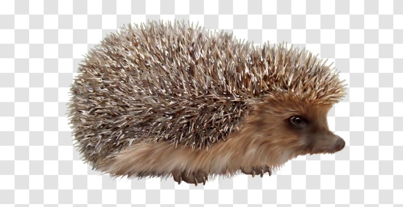 Domesticated Hedgehog Porcupine European Background Lesions In Laboratory Animals - Dog Transparent PNG
