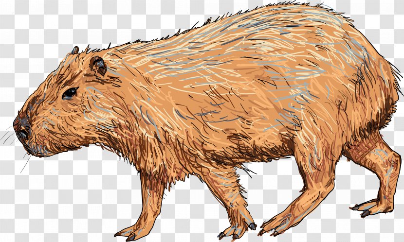 Capybara Vector Graphics Royalty-free Illustration Image - Drawing - Largest Transparent PNG