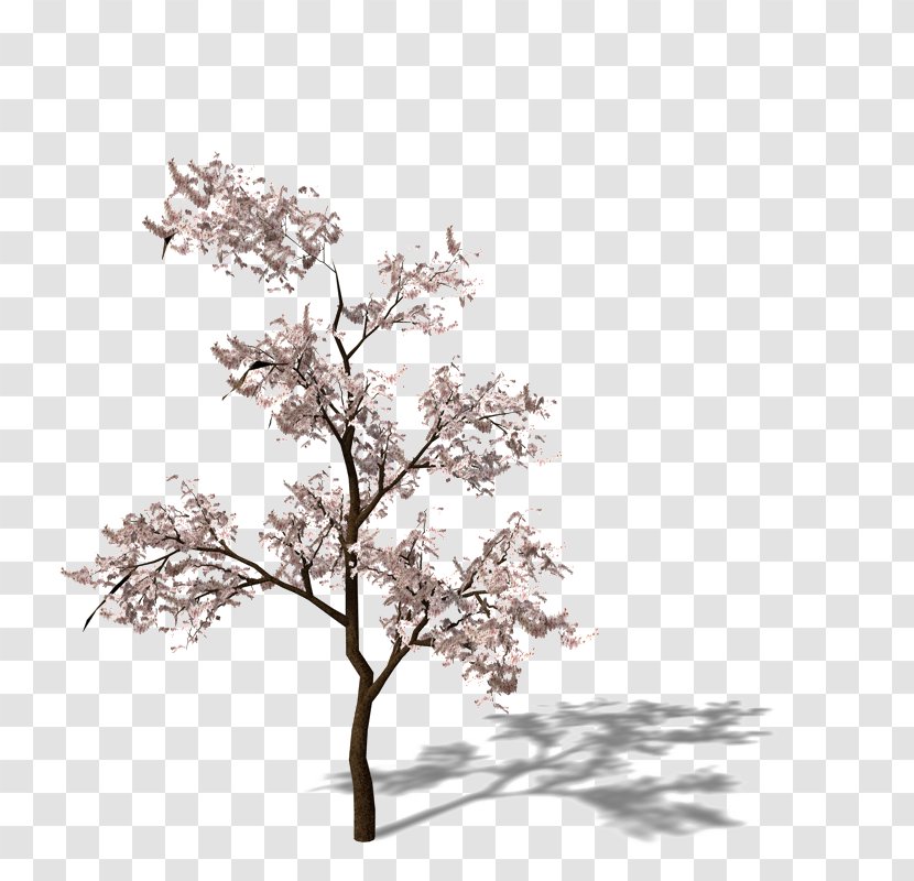 Cherry Blossom Apricot Plum - An Tree Transparent PNG