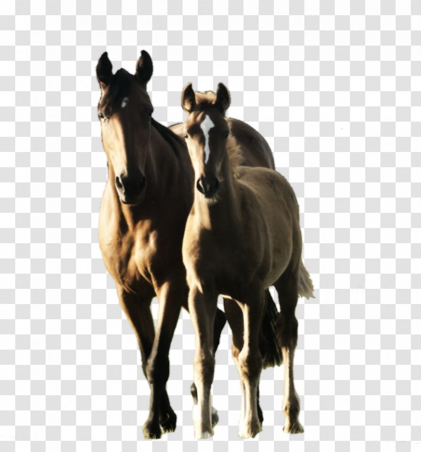 Mustang Foal Mare Pony Stallion Transparent PNG