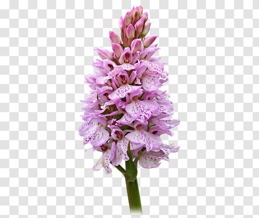 Hyacinth Cut Flowers Common Lilac Herbaceous Plant - Flowering - Pink Orchid Transparent PNG