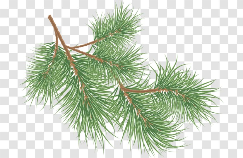 Conifer Cone Pine - Branch - Christmas Transparent PNG