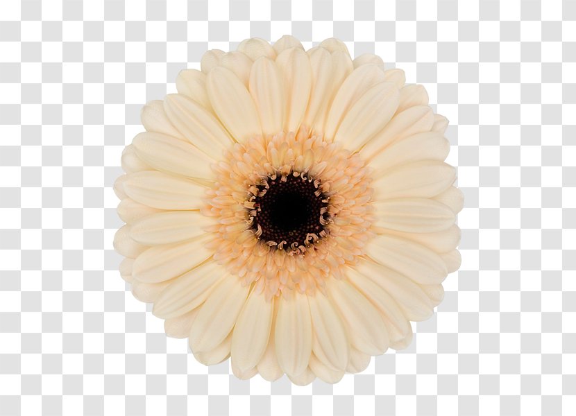 Transvaal Daisy Seversk Tomsk Birthday Gift - White Gerbera Transparent PNG