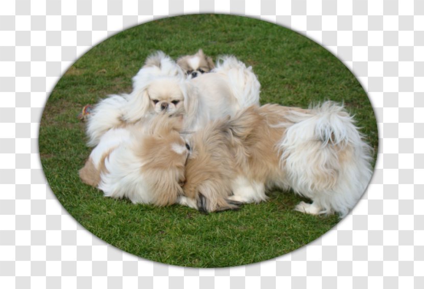German Spitz Klein Pomeranian Tibetan Spaniel Puppy - Tibet Transparent PNG