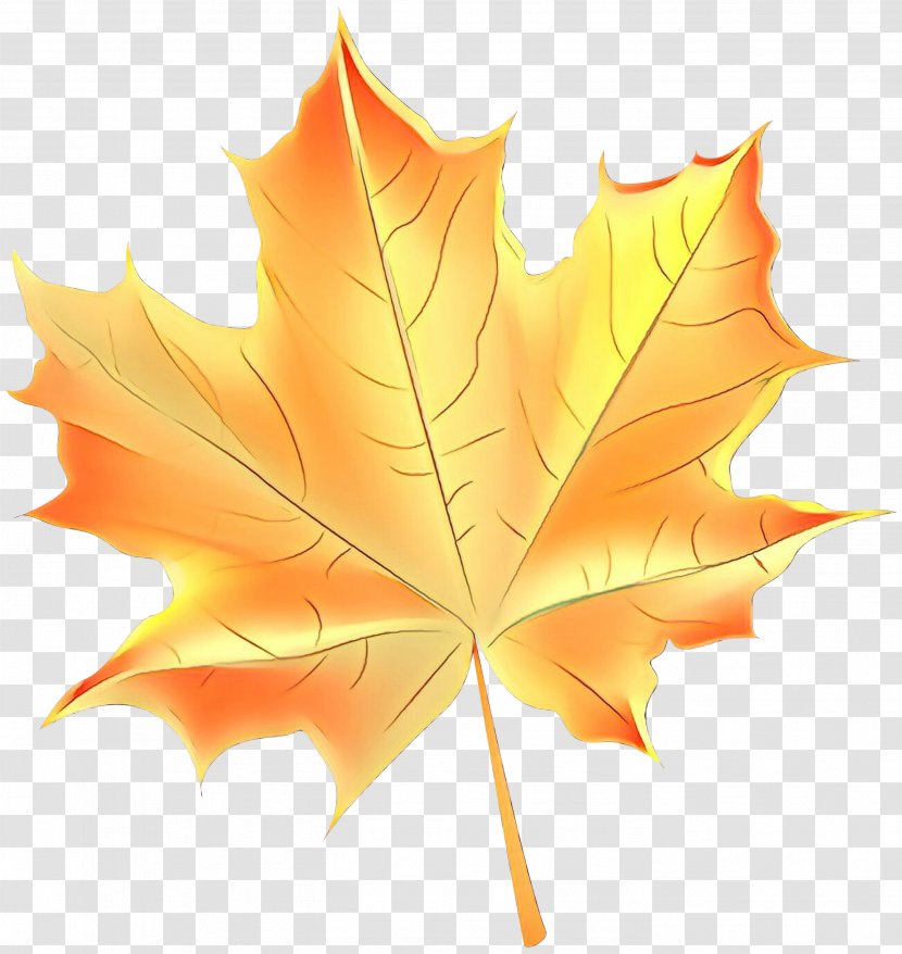 Family Tree Background - Autumn Leaf Color - Silver Maple Soapberry Transparent PNG