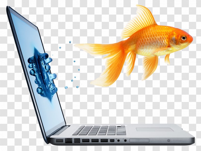 Fantail Stock Photography Royalty-free Computer - Laptop And Goldfish Transparent PNG