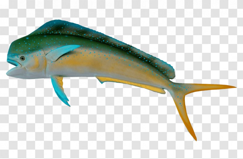 Sardine Fishing Image - Organism - Fish Transparent PNG