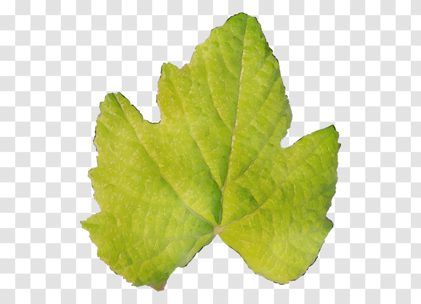 Leaf Plant Pathology Grape Leaves Leaf Vegetable Pathology Transparent PNG