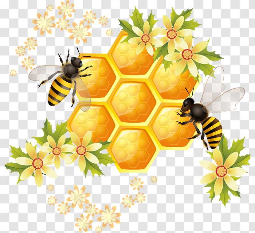 Honey Bee Honeycomb Illustration - Worker Transparent PNG
