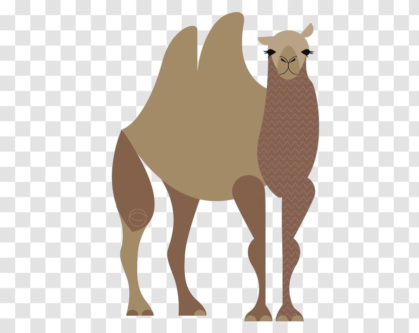 Dromedary Llama Cartoon Giraffe Illustration - Animal - Camel Transparent PNG