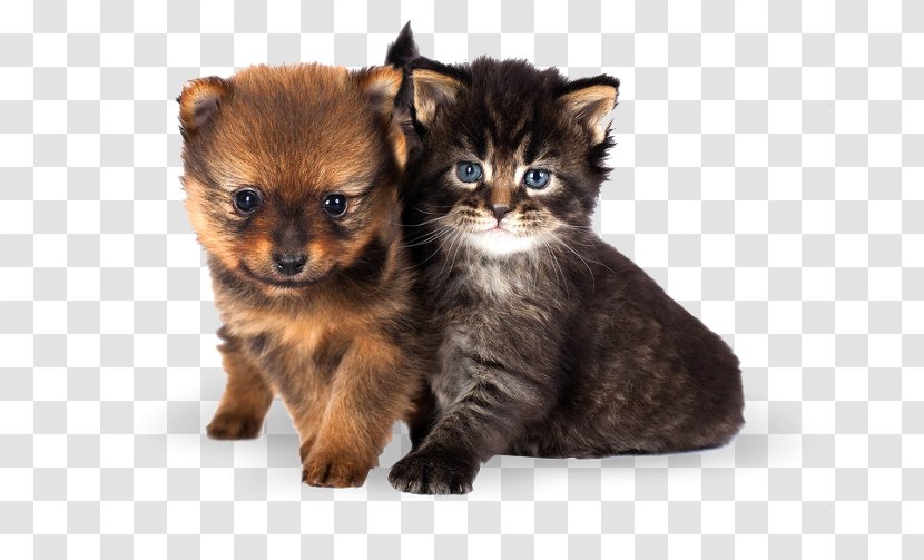 Kitten Cat Puppy Dachshund Yorkshire Terrier - Stock Photography Transparent PNG
