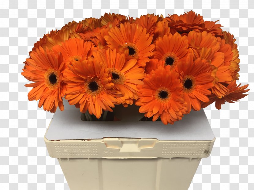 Transvaal Daisy Cut Flowers Floral Design Chrysanthemum - Orange - Flower Transparent PNG