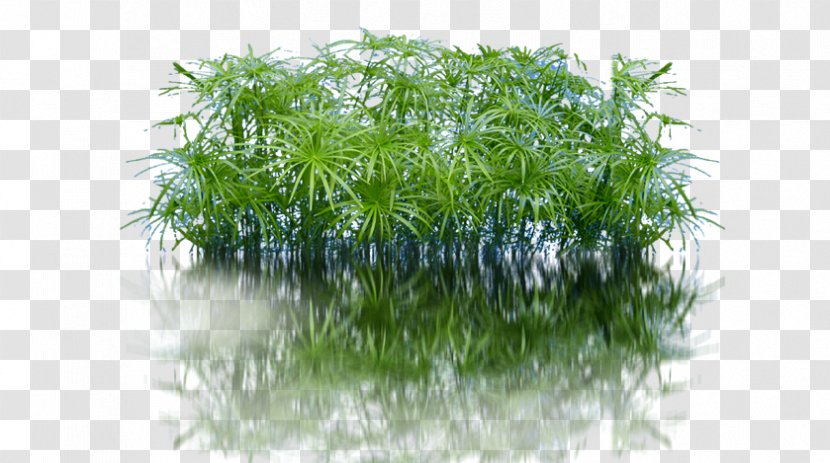 Aquatic Plant 3D Computer Graphics Planta Para Acuario De Agua Dulce - Plants Transparent PNG