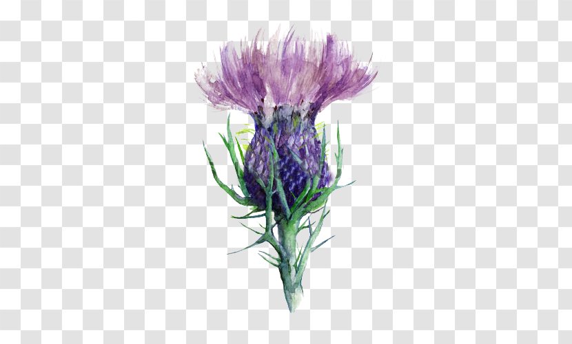 Scotland Milk Thistle Flower - Hand-painted Picture Material Transparent PNG