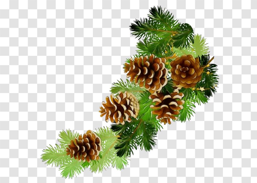 School Black And White - Colorado Spruce - American Pitch Pine Two Needle Pinyon Transparent PNG